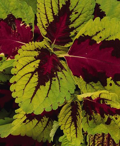 photo of flower to be used as: Pot and bedding Coleus Kong Rose