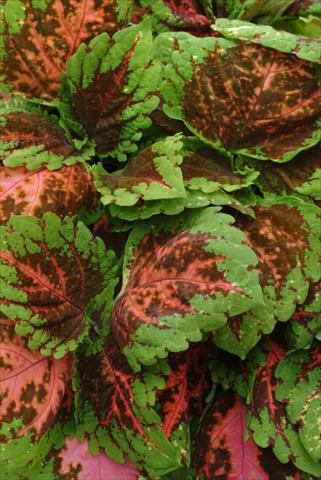 photo of flower to be used as: Pot and bedding Coleus Kong Salmon Pink