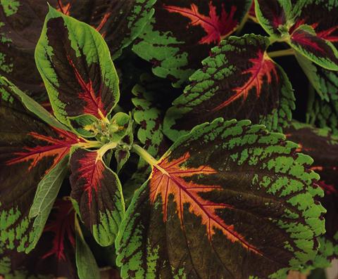 photo of flower to be used as: Pot and bedding Coleus Kong Scarlet