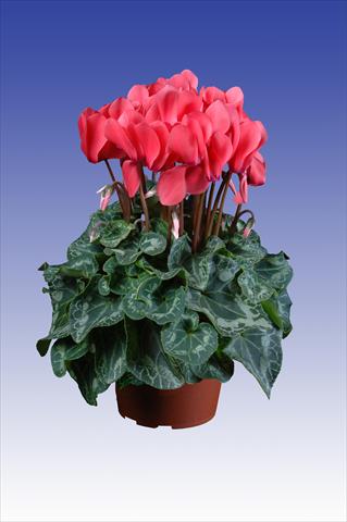 photo of flower to be used as: Pot Cyclamen persicum Super Serie® Allure® F1 Dark Salmon Pink
