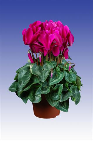 photo of flower to be used as: Pot Cyclamen persicum Super Serie® Allure® F1 Dark Violet