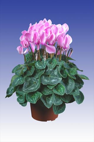 photo of flower to be used as: Pot Cyclamen persicum Super Serie® Allure® F1 Neon Flamed