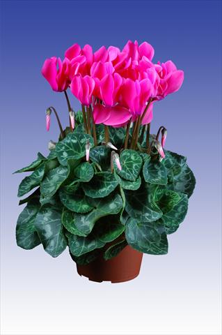 photo of flower to be used as: Pot Cyclamen persicum Super Serie® Allure® F1 Neon Pink