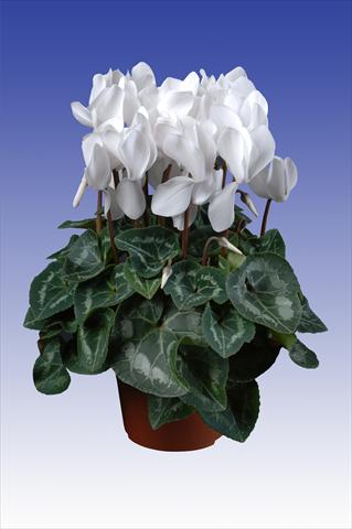 photo of flower to be used as: Pot Cyclamen persicum Super Serie® Allure® F1 Pure White