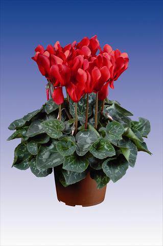 photo of flower to be used as: Pot Cyclamen persicum Super Serie® Allure® F1 Red