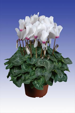 photo of flower to be used as: Pot Cyclamen persicum Super Serie® Allure® F1 White with Eye
