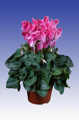 photo of flower to be used as: Pot Cyclamen persicum Super Serie® Allure® F1 Wine Red Flamed