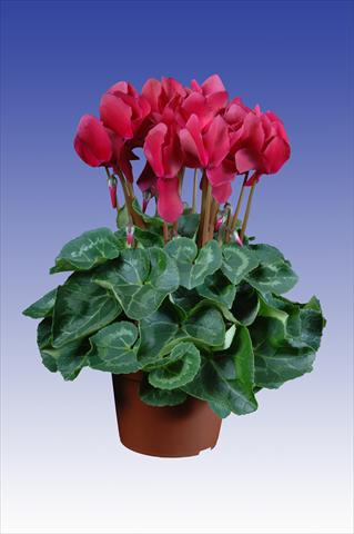 photo of flower to be used as: Pot Cyclamen persicum Super Serie® Allure® F1 Wine Red