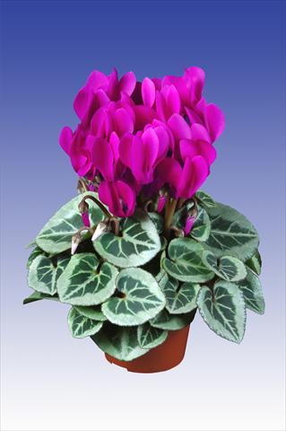 photo of flower to be used as: Pot Cyclamen persicum Super Serie® Da Vinci® F1 Dark Violet