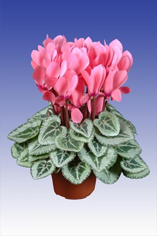 photo of flower to be used as: Pot Cyclamen persicum Super Serie® Da Vinci® F1 Light Salmon Pink
