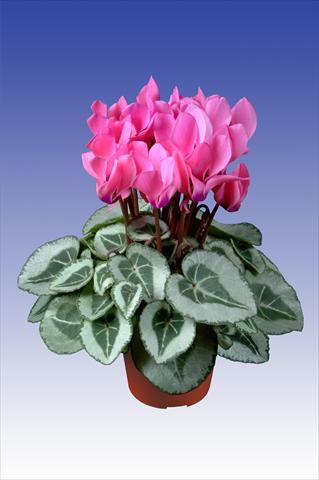 photo of flower to be used as: Pot Cyclamen persicum Super Serie® Da Vinci® F1 Neon Pink