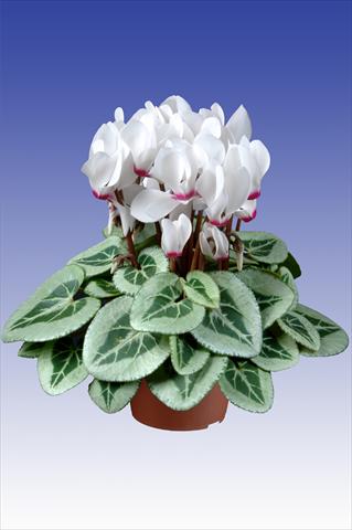 photo of flower to be used as: Pot Cyclamen persicum Super Serie® Da Vinci® F1 White with Eye