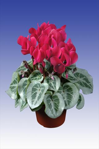 photo of flower to be used as: Pot Cyclamen persicum Super Serie® Da Vinci® F1 Wine Red