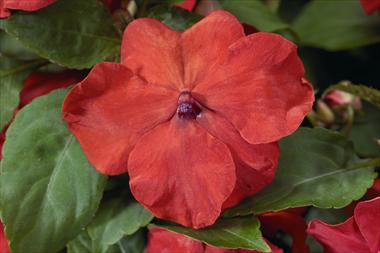 photo of flower to be used as: Bedding / border plant Impatiens walleriana Jambalaya F1