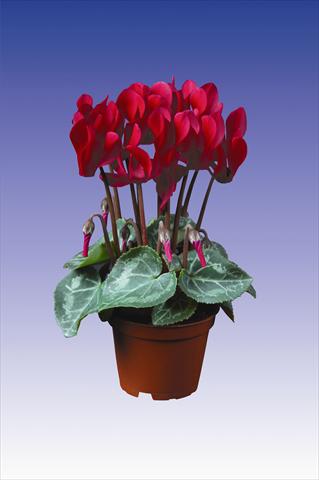 photo of flower to be used as: Pot Cyclamen persicum Super Serie® Micro® F1 Deep Wine Red