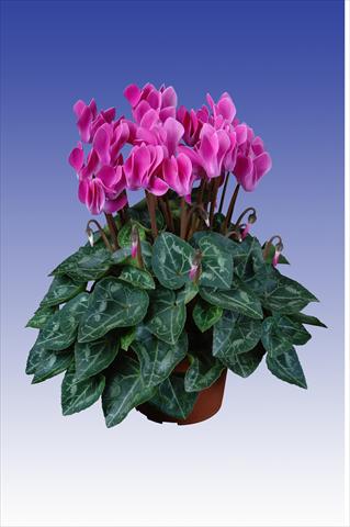 photo of flower to be used as: Pot Cyclamen persicum Super Serie® Original® F1 Violet Flamed