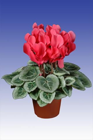 photo of flower to be used as: Pot Cyclamen persicum Super Serie® Picasso® F1 Dark Salmon Pink