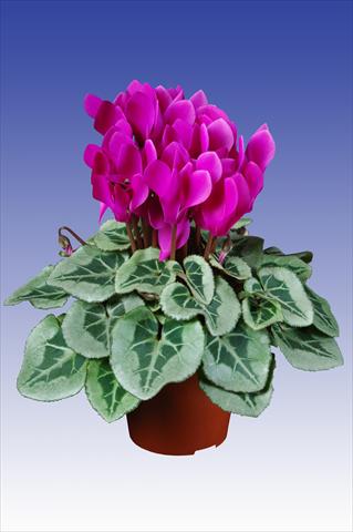 photo of flower to be used as: Pot Cyclamen persicum Super Serie® Picasso® F1 Dark Violet