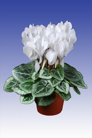 photo of flower to be used as: Pot Cyclamen persicum Super Serie® Picasso® F1 Pure White