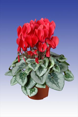photo of flower to be used as: Pot Cyclamen persicum Super Serie® Picasso® F1 Red