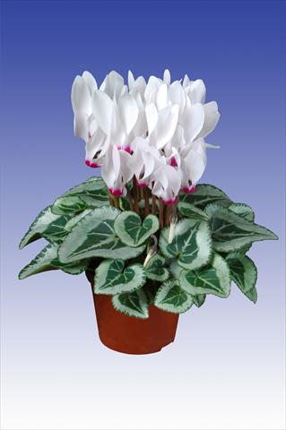 photo of flower to be used as: Pot Cyclamen persicum Super Serie® Picasso® F1 White with Eye