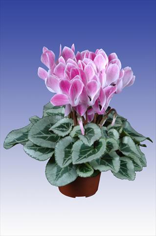 photo of flower to be used as: Pot Cyclamen persicum Super Serie® Picasso® F1 Wine Red Flamed
