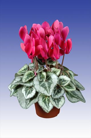 photo of flower to be used as: Pot Cyclamen persicum Super Serie® Picasso® F1 Wine Red