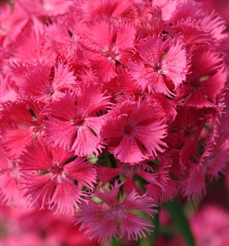photo of flower to be used as: Pot and bedding Dianthus Bouquet Rose