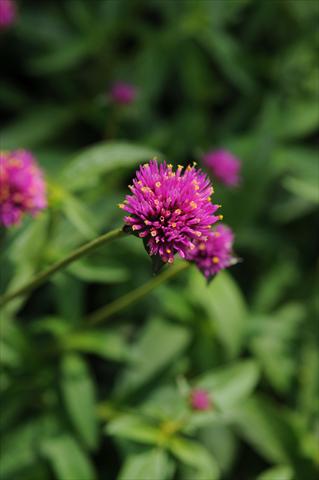 photo of flower to be used as: Pot and bedding Gomphrena globosa Fireworks Rose
