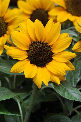 photo of flower to be used as: Pot and bedding Helianthus annuus Miss Sunshine