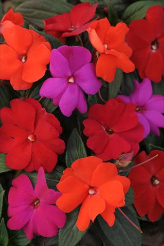 photo of flower to be used as: Bedding / border plant Impatiens N. Guinea Divine Hot Mix