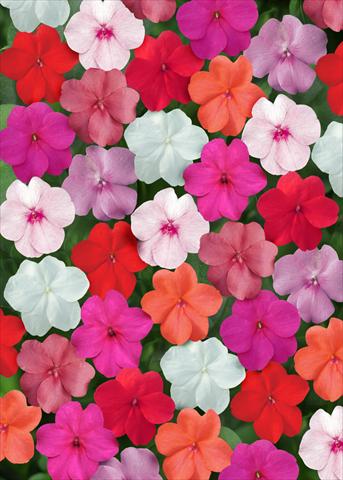 photo of flower to be used as: Bedding / border plant Impatiens walleriana Super Elfin™ Clear Mix