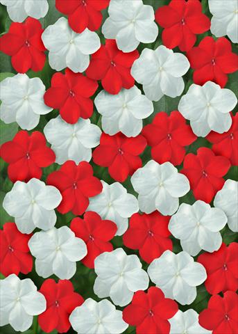 photo of flower to be used as: Bedding / border plant Impatiens walleriana Super Elfin™ Red White Mix