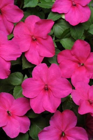 photo of flower to be used as: Bedding / border plant Impatiens walleriana Super Elfin™ Rose Imp XP