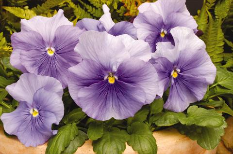 photo of flower to be used as: Pot and bedding Viola wittrockiana Matrix Light Blue