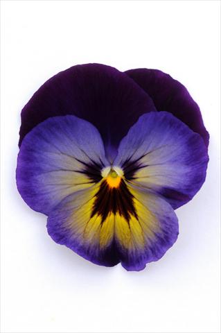 photo of flower to be used as: Pot and bedding Viola wittrockiana Matrix Midnight Glow