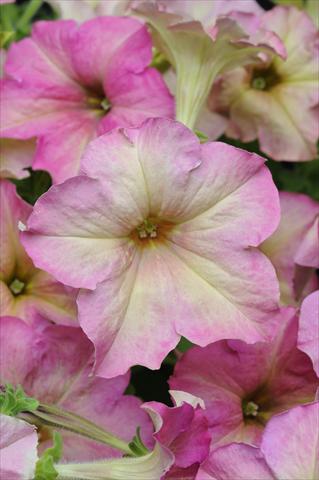 photo of flower to be used as: Basket / Pot Petunia grandiflora Sophistica Antique Shades