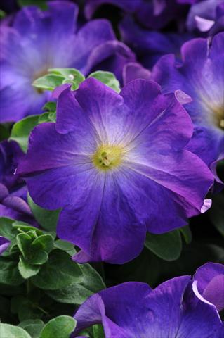 photo of flower to be used as: Basket / Pot Petunia grandiflora Sophistica Blue Morn