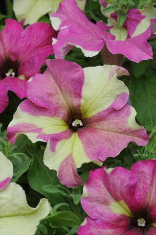 photo of flower to be used as: Basket / Pot Petunia grandiflora Sophistica Lime Bicolor