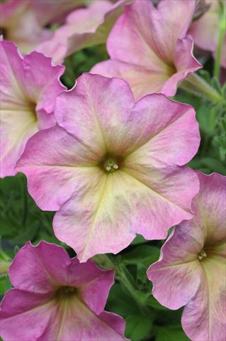 photo of flower to be used as: Basket / Pot Petunia multiflora Debonair Dusty Rose