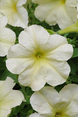 photo of flower to be used as: Basket / Pot Petunia multiflora Debonair Lime Green