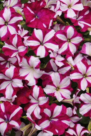 photo of flower to be used as: Basket / Pot Petunia x hybrida Easy Wave Burgundy Star