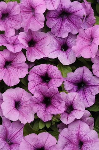 photo of flower to be used as: Basket / Pot Petunia x hybrida Easy Wave Plum Vein