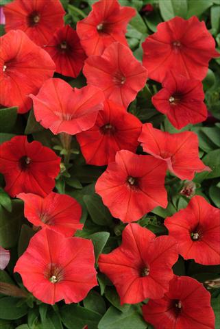 photo of flower to be used as: Basket / Pot Petunia x hybrida Easy Wave Red