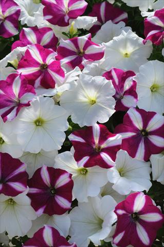 photo of flower to be used as: Basket / Pot Petunia x hybrida Easy Wave Starfish Mix