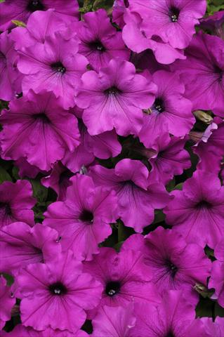 photo of flower to be used as: Basket / Pot Petunia x hybrida Easy Wave Violet