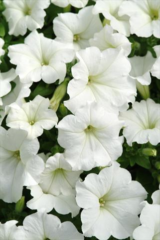 photo of flower to be used as: Basket / Pot Petunia x hybrida Easy Wave White Imp
