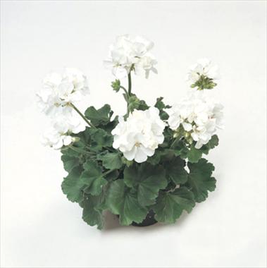 photo of flower to be used as: Basket / Pot Pelargonium zonale Libra Improved