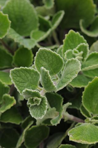 photo of flower to be used as: Pot, bedding, patio, basket Plectranthus Silver Crest