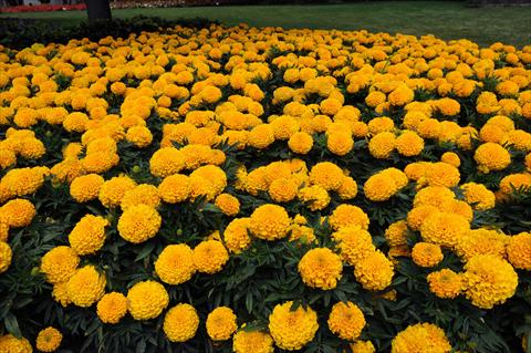 photo of flower to be used as: Bedding pot or basket Tagetes erecta Taishan African Gold